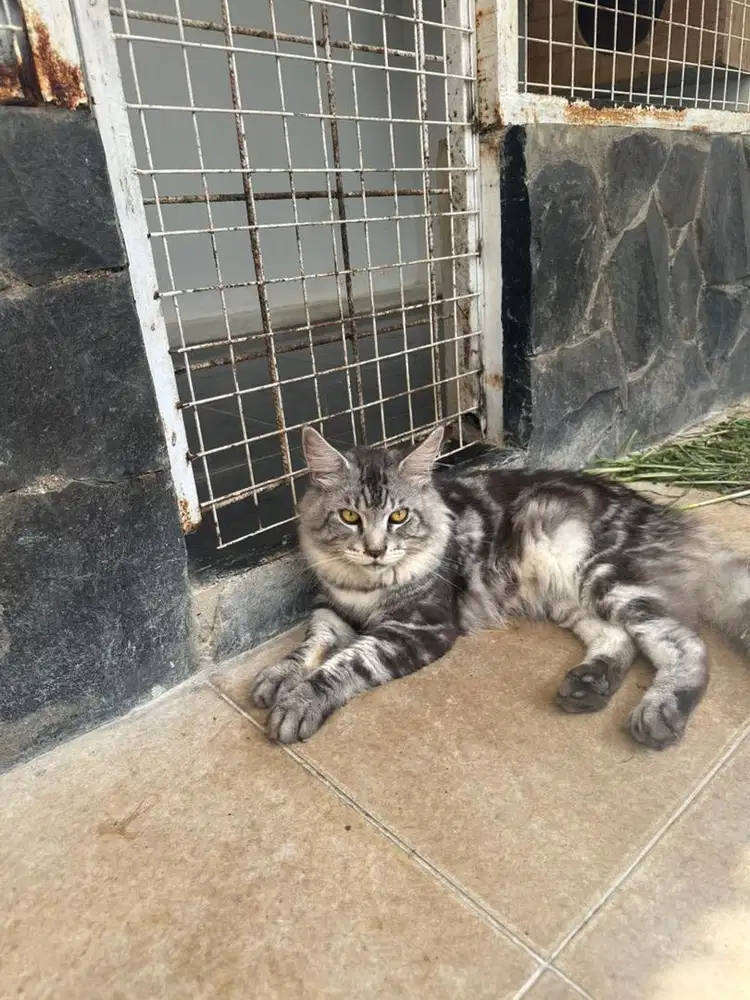 Minecoon jantan non ped