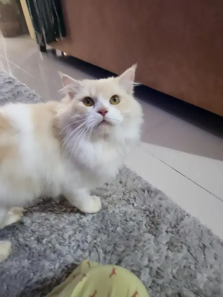 Kucing persia mainecoon