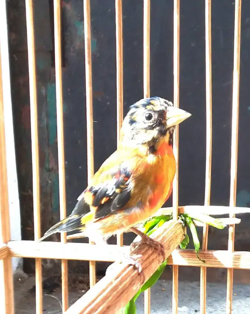 RED SISKIN KLASIK JANTAN