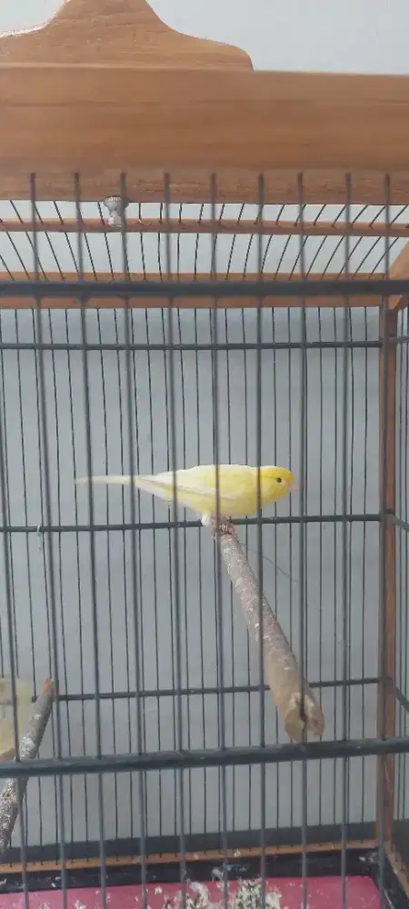 Kenari kuning gacor