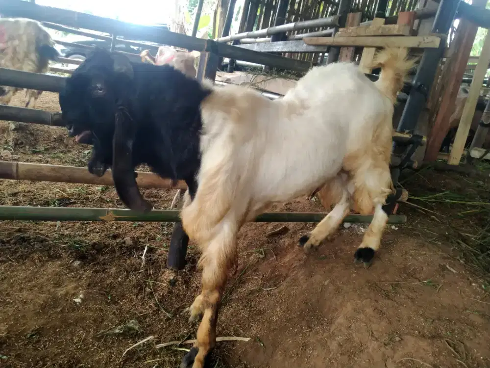 Qurban dan aqiqah berkwalitas