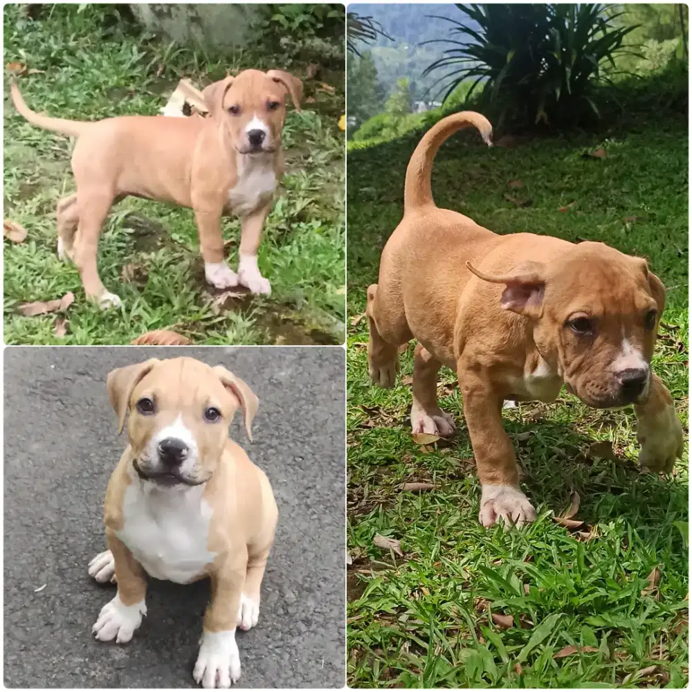 Pitbull Puppy 2 Bulan - Sehat, Aktif, Tulang Besar, Siap Adopt!