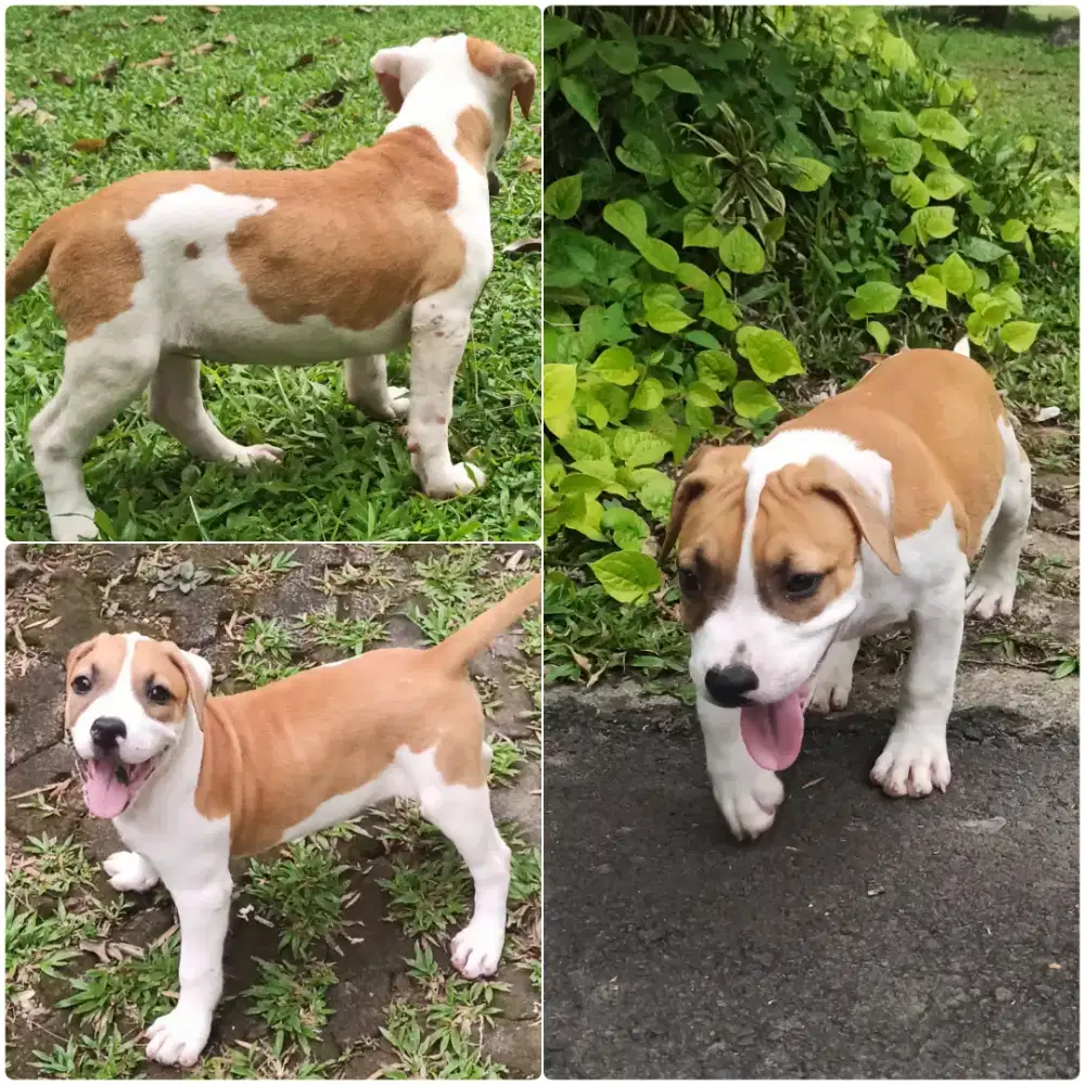 Pitbull Puppy 2 Bulan - Sehat, Aktif, Tulang Besar, Siap Adopt!