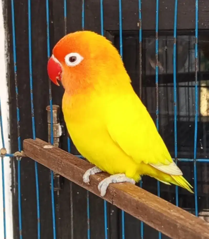 Burung Lovebird