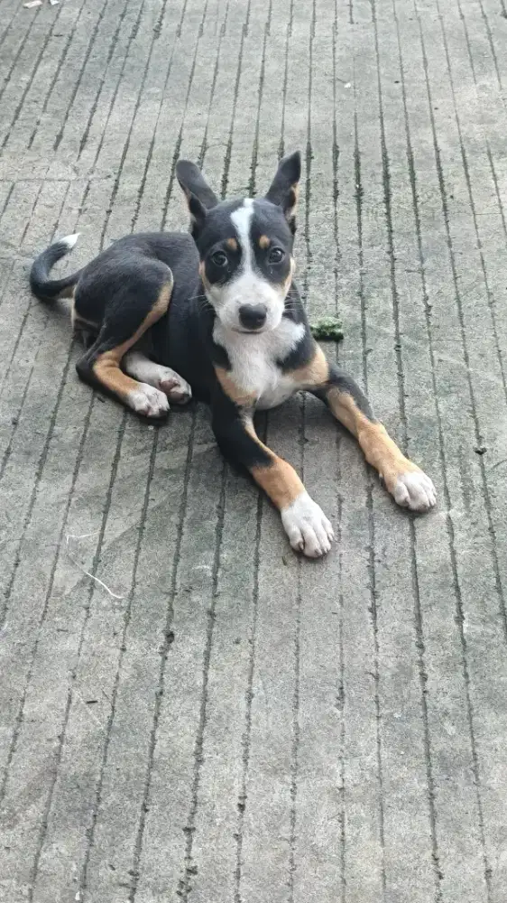 PITBULL X KAMPUNG