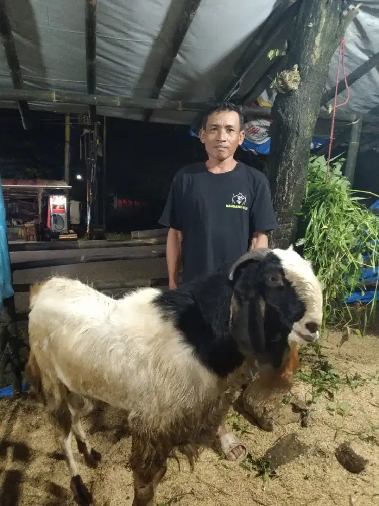 Qurban dan aqiqah