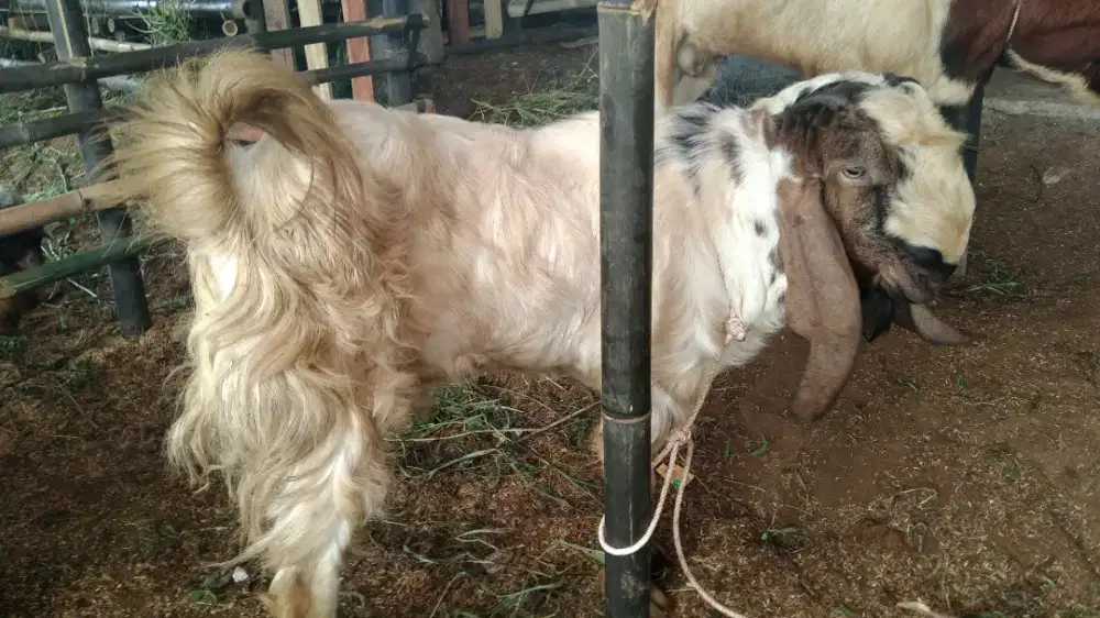 Qurban dan aqiqah terbaik