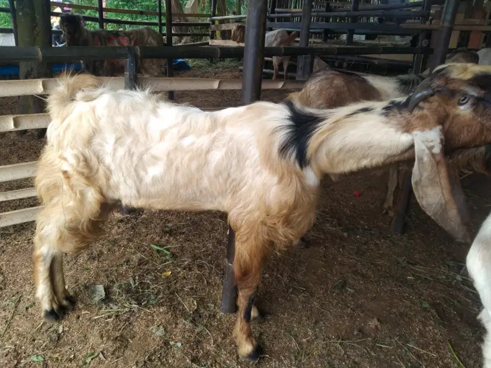 Qurban dan aqiqah