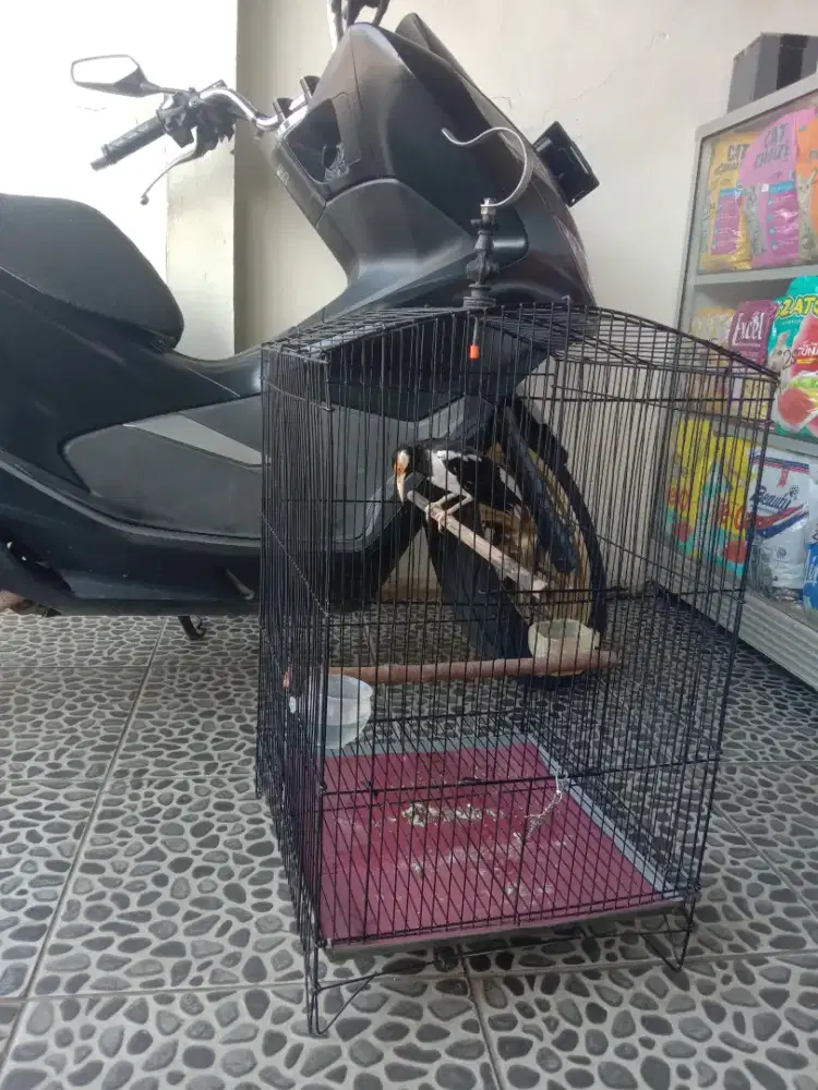 Kandang kotak besi ruji tebal 250 k net pondok aren