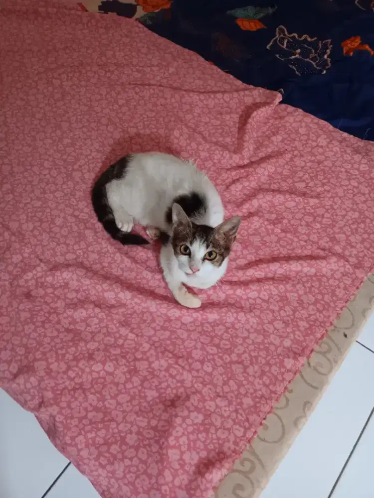 Kucing nyasar butuh adopter