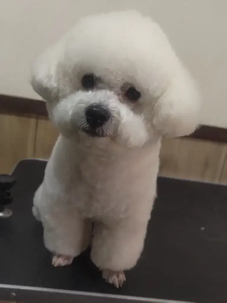 Grooming Anjing Panggilan Termurah