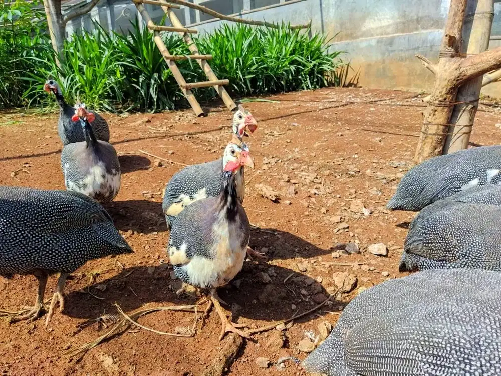 ayam mutiara murah