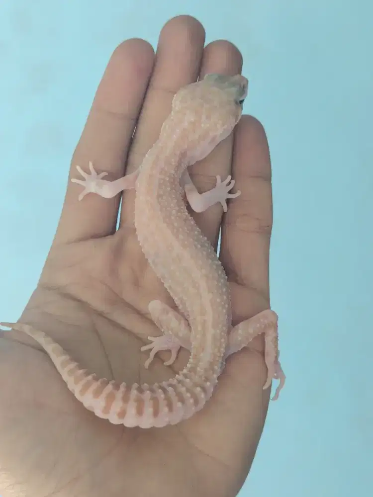 Super Snow Tremper