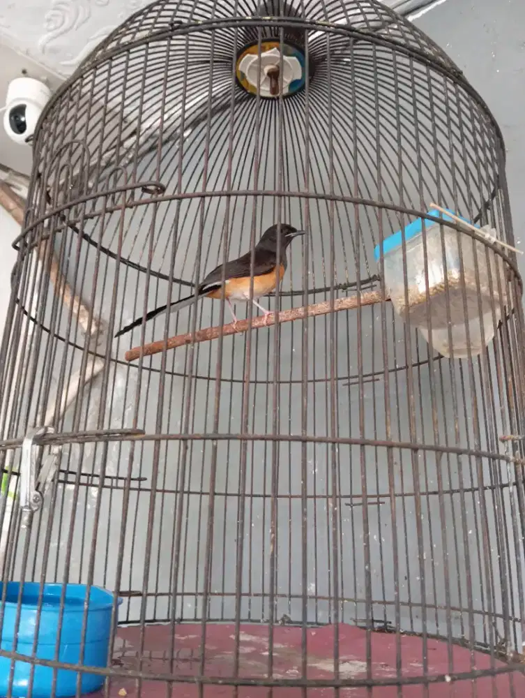 Burung Murai Lepas trotol