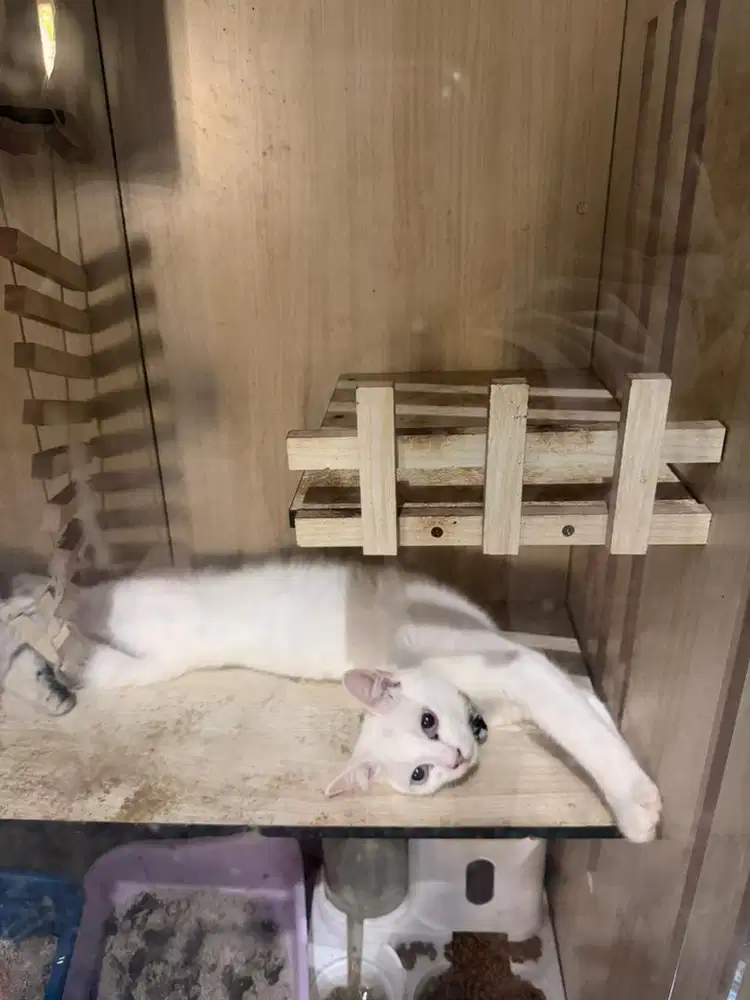 KITTEN (NS) PERSIA MIX BSH MUNCHKIN JANTAN