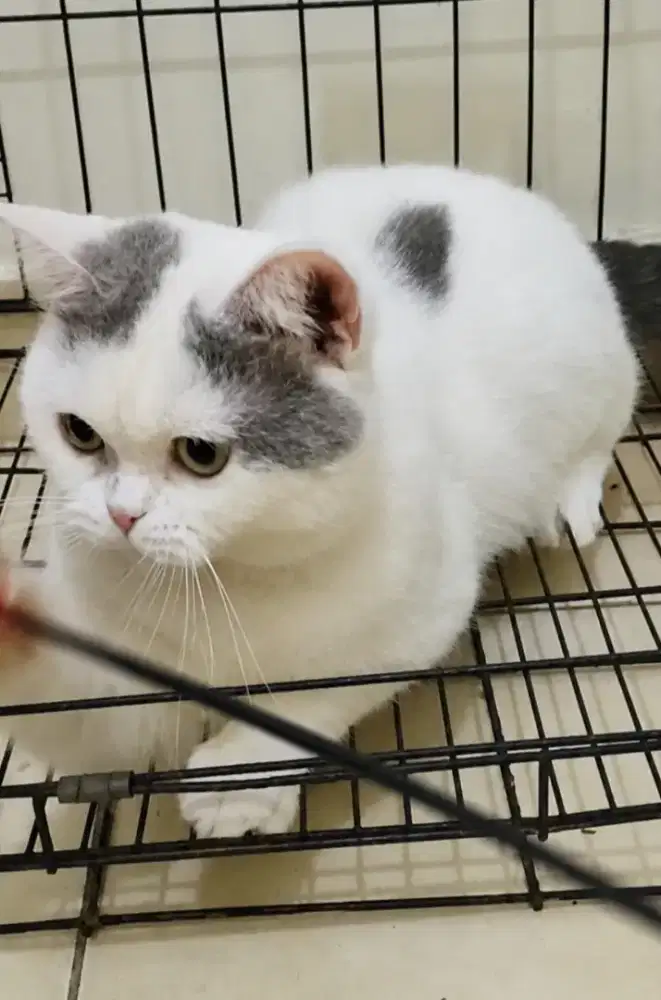 British shorthair jantan blue harlequin