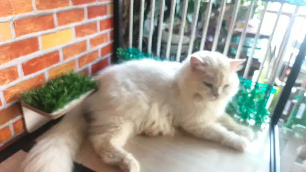 Kucing jantan jumbo, mata flilop (biru kuning)