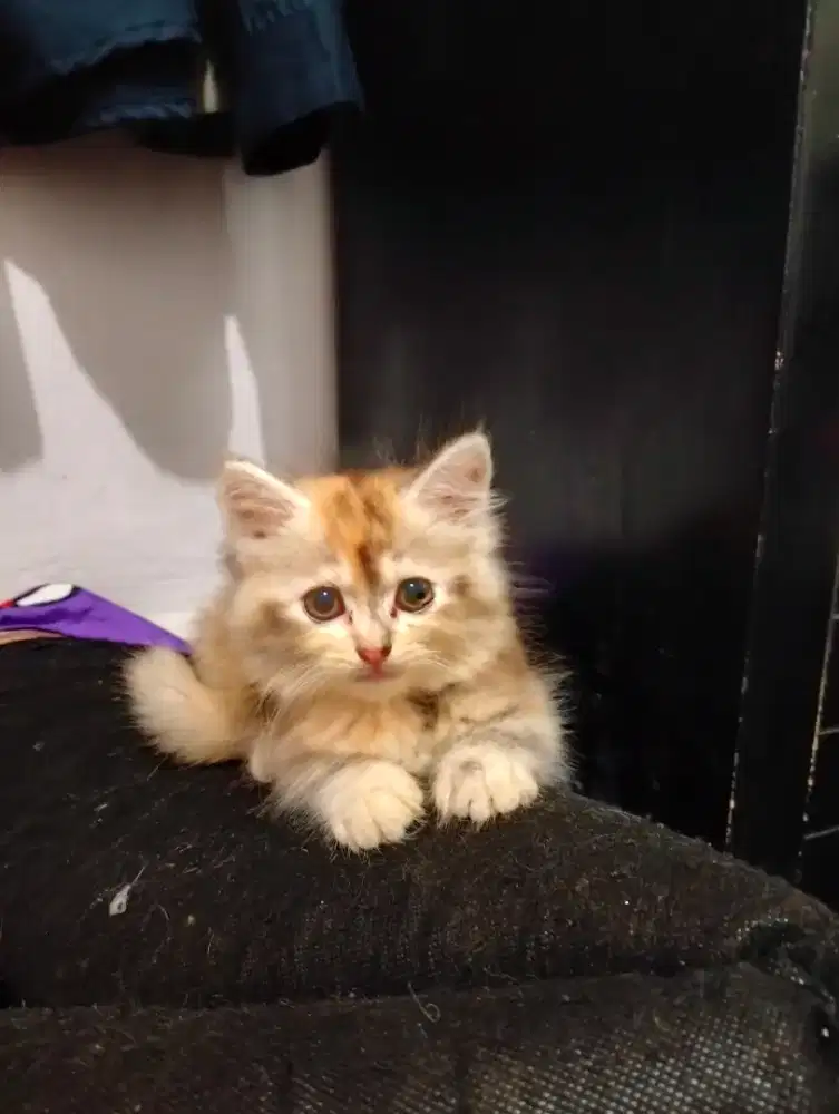 Kitten Persia betina 2bln