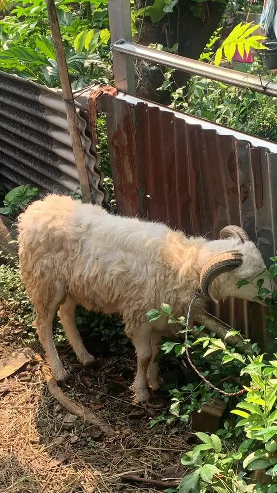 domba kambing kurban