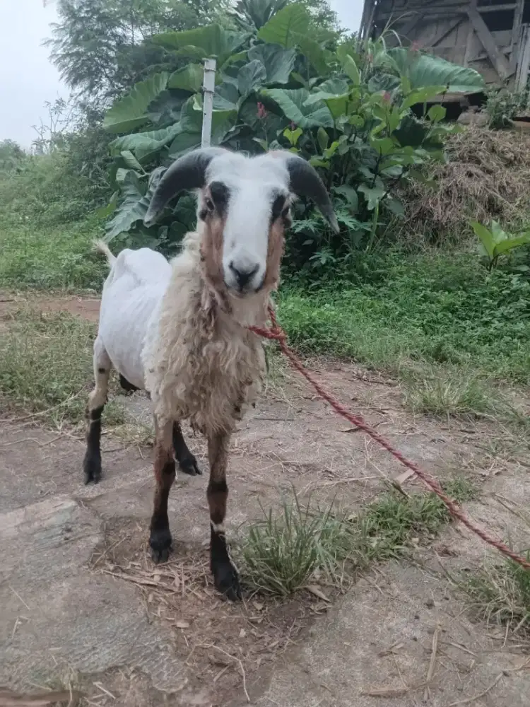 Domba harga ekonomis 2,5 SD 2,7jt