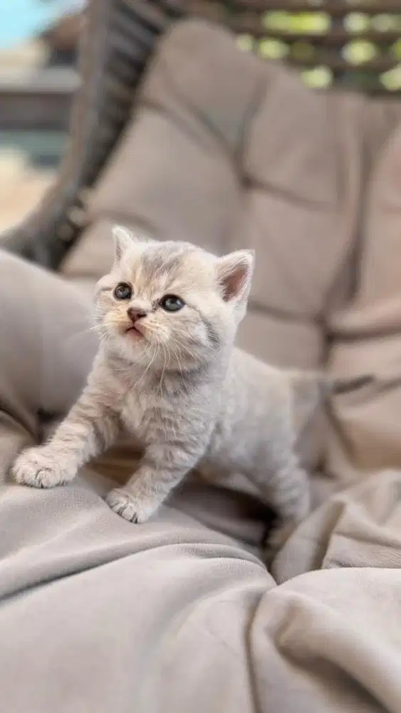 kucing scotish straight