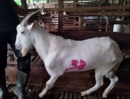 4 ekor kambing saanen ganteng 40kiloan timbang hidup siap kurban puas