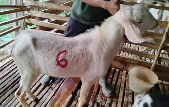 4 ekor kambing ganteng 40kiloan timbang hidup siap kurban terbaik 2026