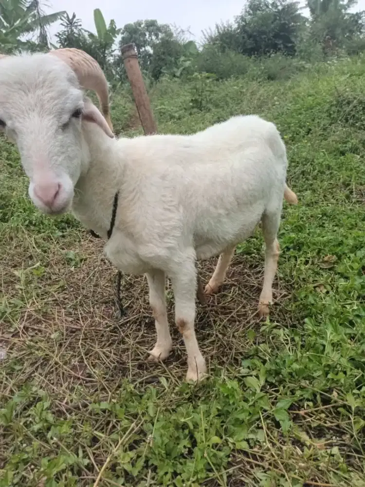 Domba qurban Padasuka