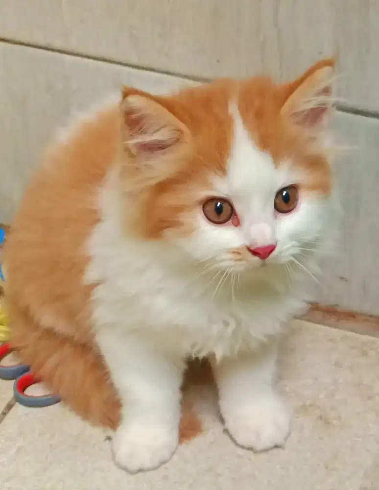 Dijual Cepat Perekor Anak Kucing Persia Bulu Kapas