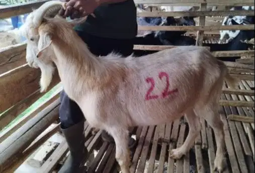 4 ekor kambing jantan ganteng 40kiloan siap hewan kurban 2026 rawatan