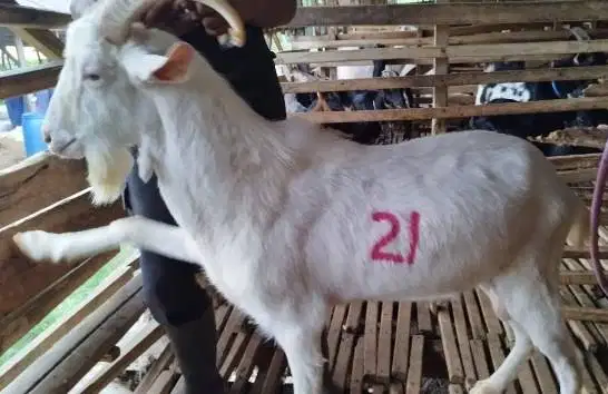 4 ekor kambing qurban 40kiloan timbang hidup siap hewan kurban 2026 ok