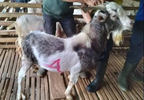 4 ekor kambing qurban 40kiloan timbang hidup jenis kambing saanen puas