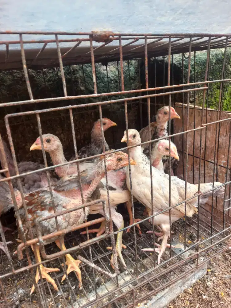 Ayam kampung anakan.