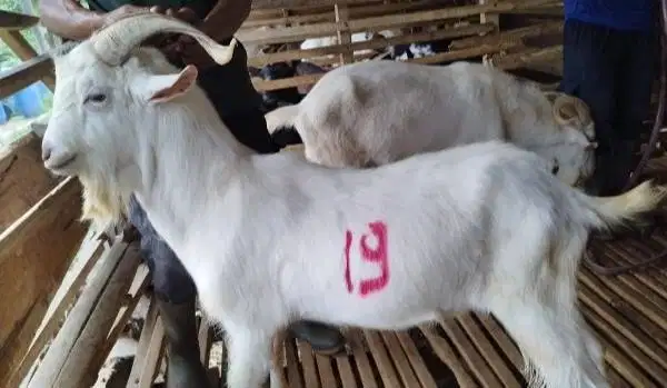 4 ekor kambing jantan 40kiloanUP ganteng timbang hidup siap qurban2026