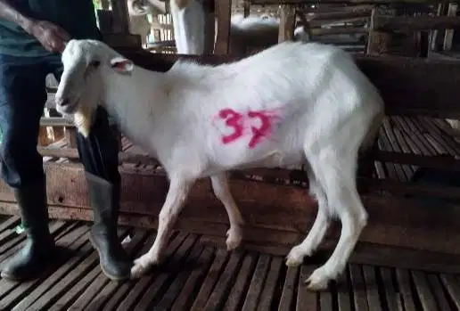 kambing hias saanen pejantan tangguh 50kiloan siap ternak piara manteb