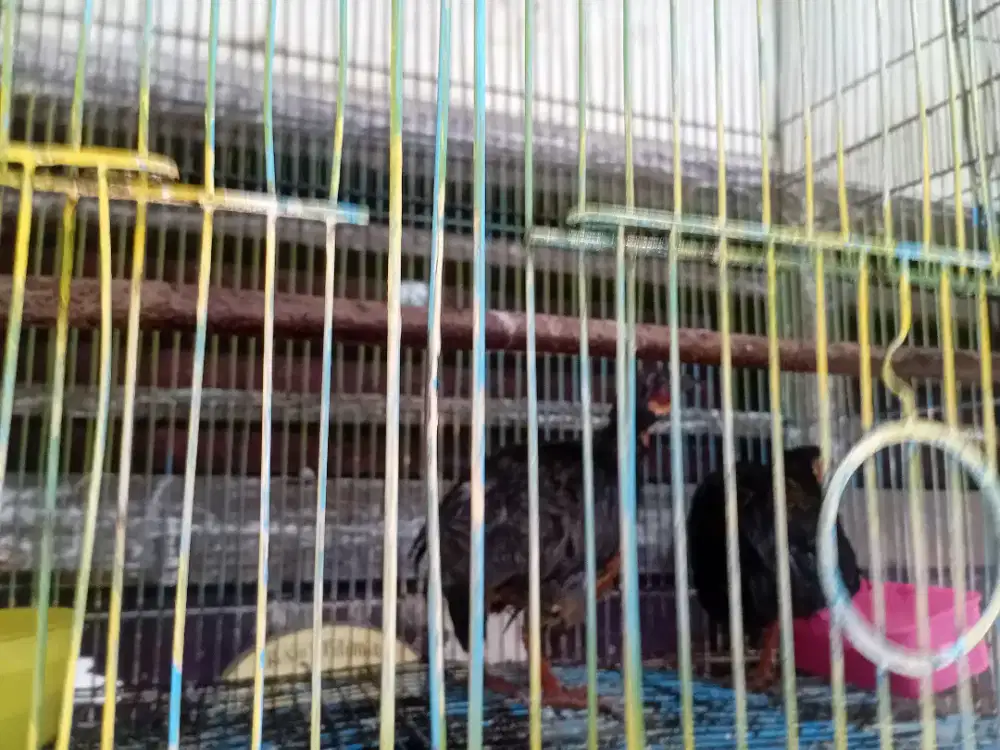 Sepasang puyuh gongong pur total jarang ada