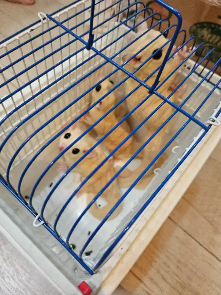 Di Jual sugar glider