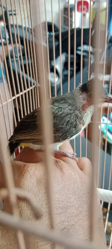 Anak kutil masih loloh