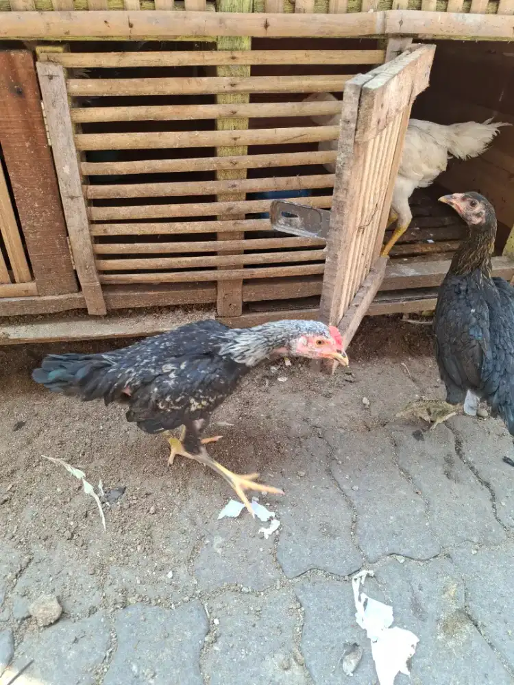 Ayam sepasang umur 3bulan