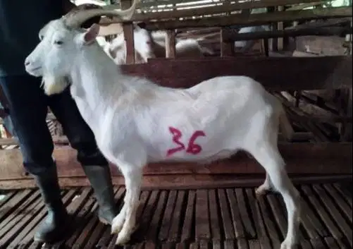 4 ekor kambing jantan 40kiloan siap qurban 2026 timbang hidup ganteng2