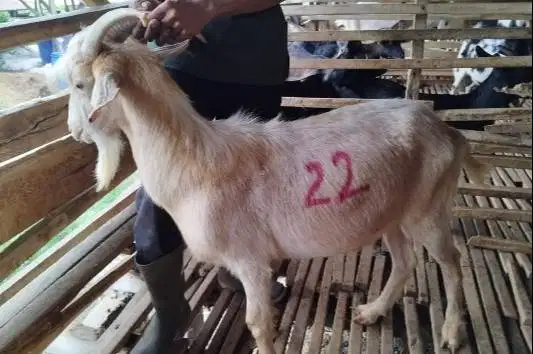 kambing qurban ganteng 40kiloan timbang hidup putih bersih ras saanen
