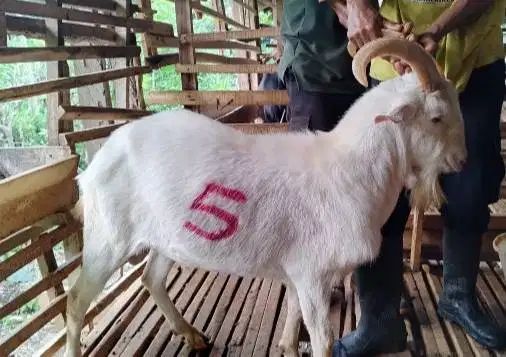 kambing qurban ganteng 40kiloan timbang hidup putih bersih rawatan top