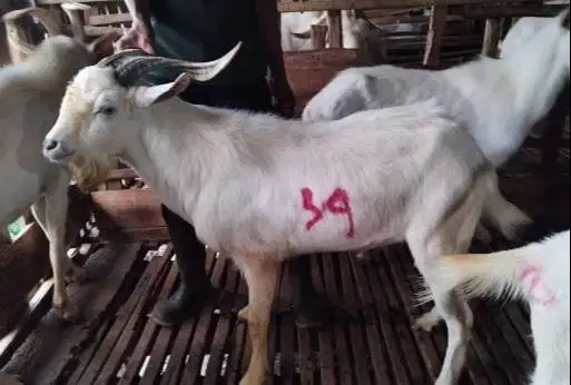 4 ekor kambing ganteng 40kiloan timbang hidup siap qurban 2026 rawatan