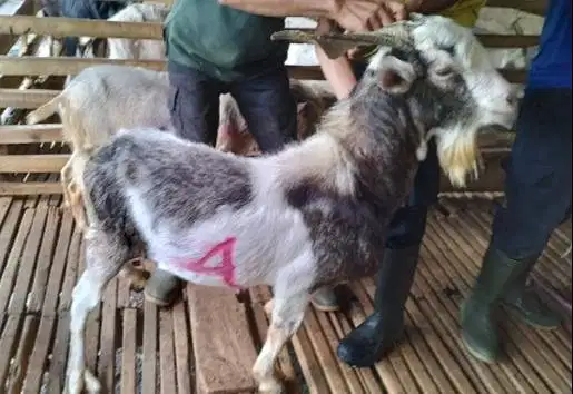 4 ekor kambing ganteng 40kiloan timbang hidup siap qurban 2026 rawatan