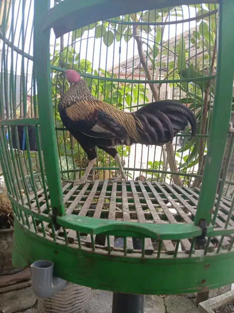 Dijual ayam bekisar warna wido