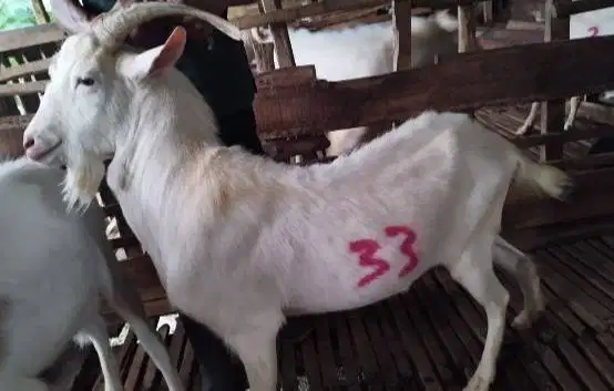 4 ekor kambing qurban saanen ganteng 40kiloan timbang hidup putih