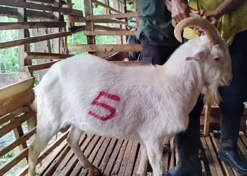 4 ekor kambing qurban ganteng 40kiloan timbang hidup putih bersih puas
