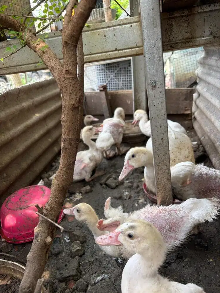 Jual entok 1,5 bulan
