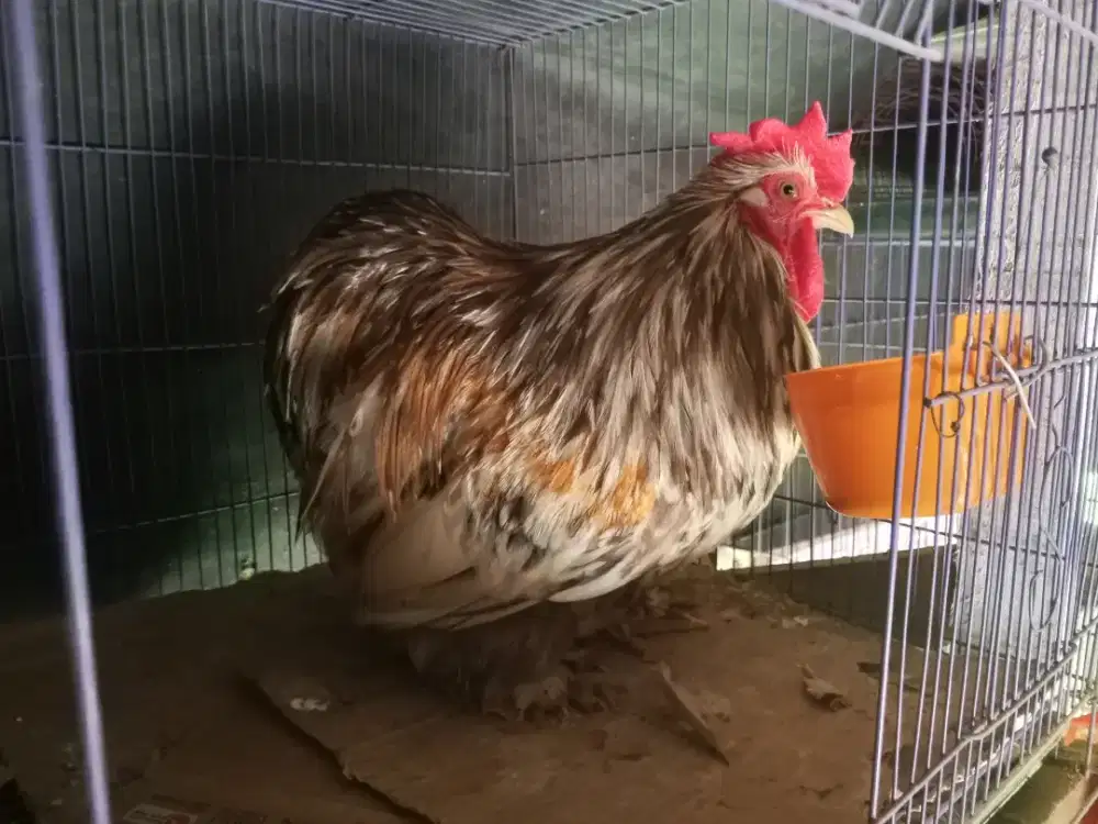Ayam Hias Lucu Lucu