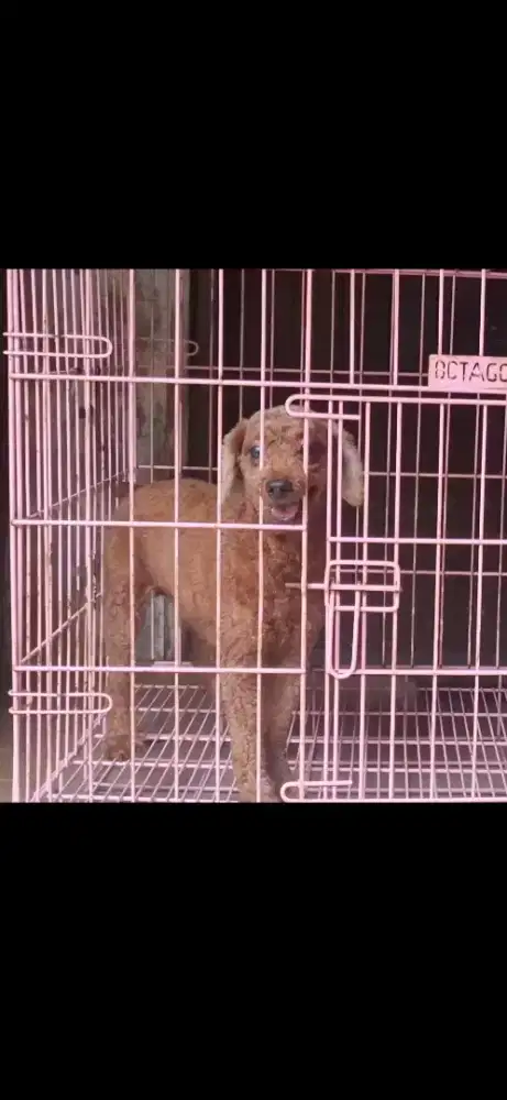 Poodle 3 tahunan